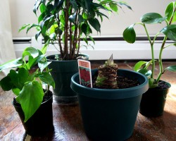 house plants