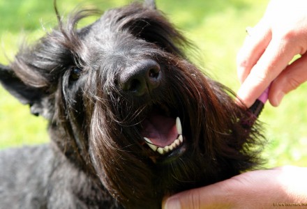 dog being brushed