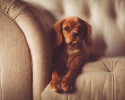 Cute puppy sitting on sofa