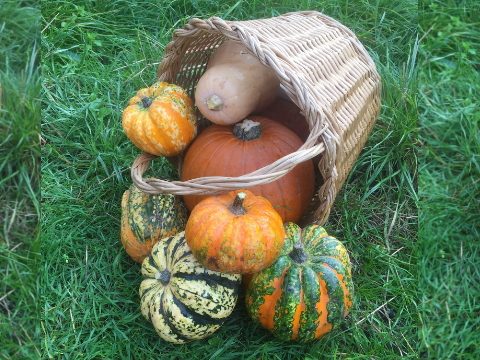 Pumpkins and squashes make great Halloween decorations